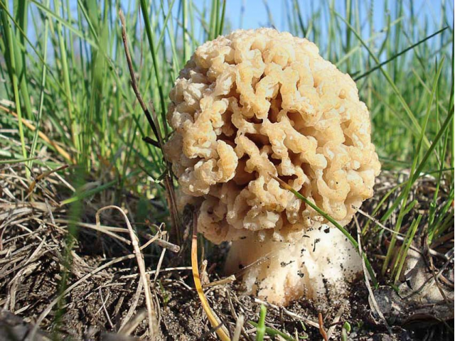 Мицелий Сморчка степного (Morchella steppicola)